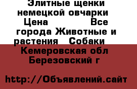 Элитные щенки немецкой овчарки › Цена ­ 30 000 - Все города Животные и растения » Собаки   . Кемеровская обл.,Березовский г.